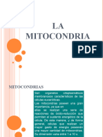 La Mitocondria