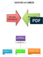 5 Musculos de Cabeza y Cuello.