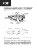 Cell Membrane Grade 12