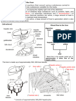 eng R5 生物基礎 授業プリント（liver）