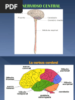 Aspectos Genetales Del Cerebro