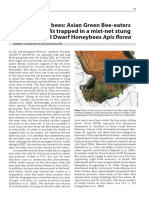Revenge of The Bees: Asian Green Bee-Eaters Merops Orientalis Trapped in A Mist-Net Stung To Death by Red Dwarf Honeybees Apis Florea