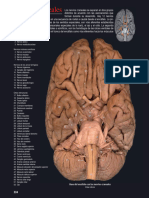 Atlas de Anatomia Humana - 2011 - Nielsen