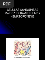 Celulas Sanguine As Matriz Extracelular y Hematopoyesis