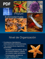 Echinoderm Os