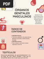 Órganos Genitales Masculinos 2