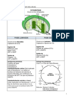 Cuadro Comparativo de Fase Oscura y Fase Luminosa