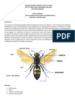 Guia Laboratorio Entomologia Ud