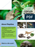 Life Cycle Sa Potanginang Reptile