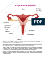 Sistema Reproductor Femenino