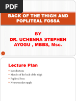 Anatomy of The Back of Thigh and Popliteal Fossa