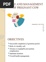 Care and Management of Pregnant Cow Vcp-2