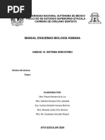 Manual Unidad 10 Sistema Endocrino 2024