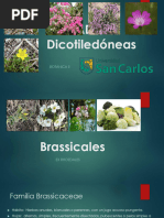 Brassicales