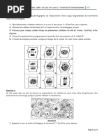 LDRR 1ere S2 TD Mitose Chromosomes