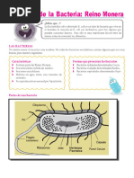 El Reino Monera - Las Bacterias 4º - Periodo Ii