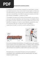 Mecanismo de Transporte de La Membrana Celular