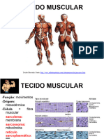 Tecido Muscular