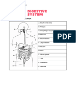 ANSWER Digestive System Worksheet