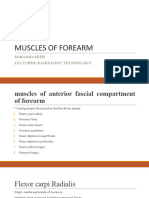 Muscles of Forearm