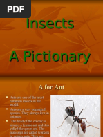 Insects