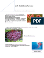 Clase 05 - Filogénesis y Embriología Del SN 2021