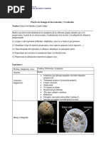 Lab Zoologia MariaJ LindaC