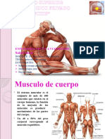 Musculos Del Cuerpo Vi