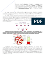 Arterias Del Cuerpo Humano