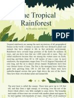 English p5 Reading Rainforest