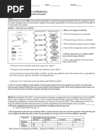 POGIL DNA Structure and Replication - AP Bio