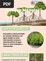 Bosque Manglar