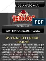 Tema 7 Sistema Circulatorio Ceprunsa