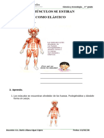 Sistema Muscular