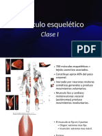 Musculos 1