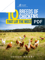 10 Breeds of Chickens That Lay The Most Eggs