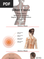 Dorso y Nuca