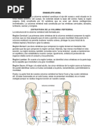 Asess - Division Del Esqueleto