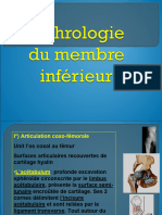 Arthrologie Du Membre Inferieur