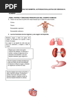 Organos Del Cuerpo