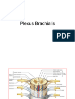 Plexus Brachialis