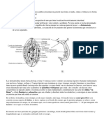 11 Trematodiosis