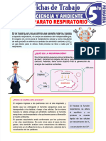 PDF Partes Del Aparato Respiratorio para Quinto Grado de Primaria - Compress