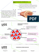 Sistema Muscular