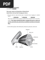 CAPIRAL Exercise 11 Microscopic Anatomy and Organization of Skeletal Muscle