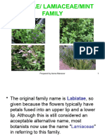 Labiatae Family