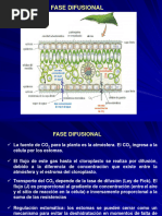 Clase Teorica-Fotosintesis-2024 Parte 2