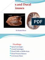 Meninges of The Brain