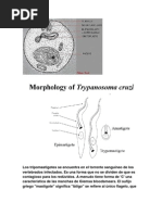 Tripanosoma Cruzi