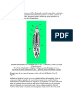 02b Clase Trematoda